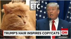 TrumpMemeHairLookalikes - Trump Hair Comparison Collection